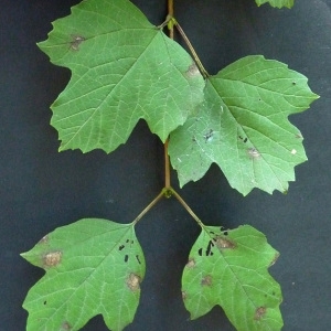 Photographie n°43305 du taxon Viburnum opulus L. [1753]