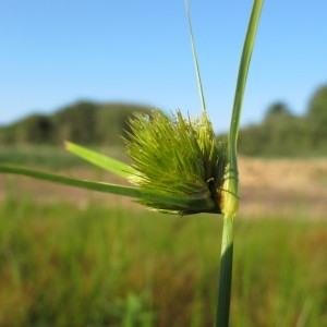 Carex bohemica Schreb. (Laiche de Bohême)