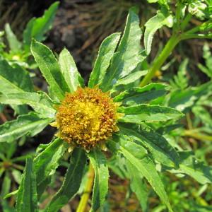 Photographie n°43312 du taxon Bidens radiata Thuill. [1799]