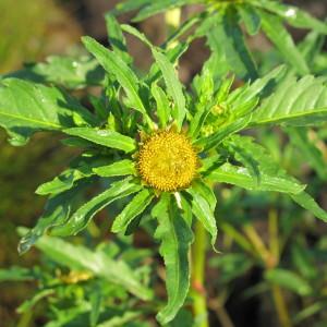 Photographie n°43313 du taxon Bidens radiata Thuill. [1799]