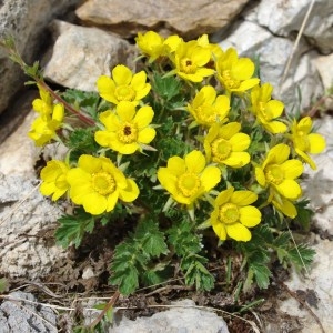 Photographie n°43319 du taxon Geum reptans L. [1753]