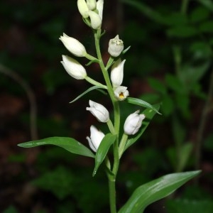 Photographie n°43323 du taxon Cephalanthera damasonium (Mill.) Druce [1906]