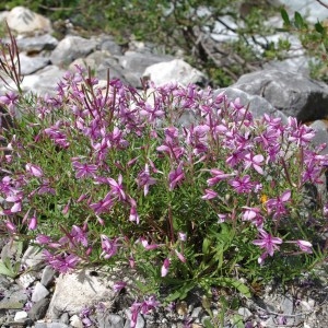 Photographie n°43324 du taxon Epilobium fleischeri Hochst. [1826]