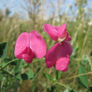 Photographie n°43325 du taxon Lathyrus tuberosus L. [1753]