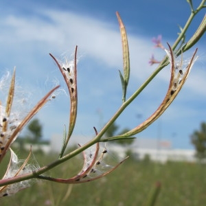 Photographie n°43328 du taxon Epilobium brachycarpum C.Presl [1831]