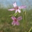  Hugues Tinguy - Epilobium brachycarpum C.Presl [1831]