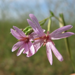 Epilobium brachycarpum C.Presl (Épilobe d'automne)