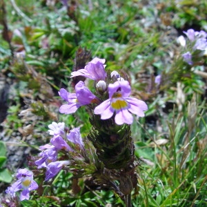 Photographie n°43334 du taxon Euphrasia alpina Lam. [1786]