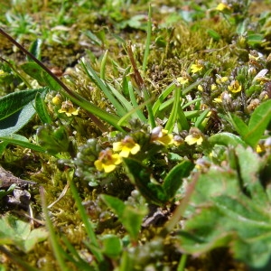 Photographie n°43335 du taxon Euphrasia minima Jacq. ex DC. [1805]