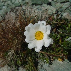 Leucanthemopsis alpina subsp. minima (Vill.) Holub (Petite Marguerite)