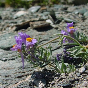 Photographie n°43339 du taxon Linaria alpina (L.) Mill. [1768]