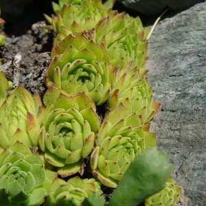 Photographie n°43347 du taxon Sempervivum montanum L. [1753]