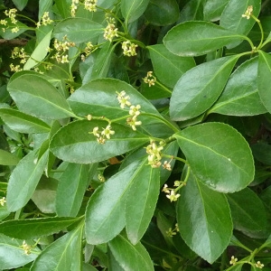 Photographie n°43350 du taxon Euonymus japonicus L.f. [1780]