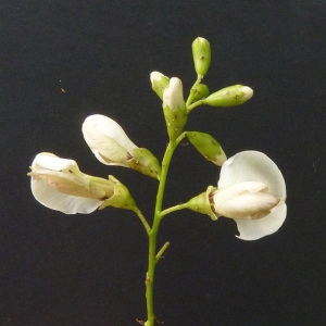 Styphnolobium japonicum (L.) Schott (Sophora du Japon)