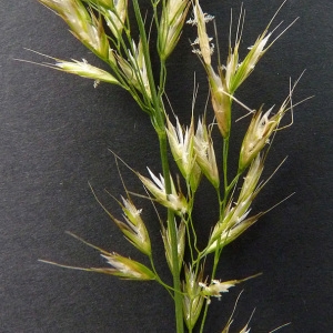 Bromus bifidus Thunb. (Avoine dorée)