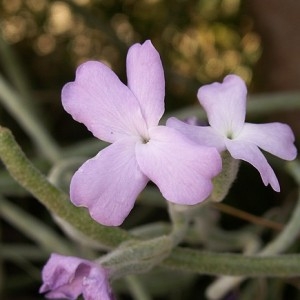 Photographie n°43380 du taxon Matthiola sinuata (L.) R.Br. [1812]