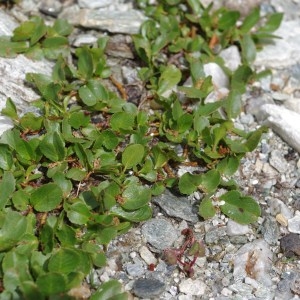 Photographie n°43386 du taxon Salix herbacea L. [1753]