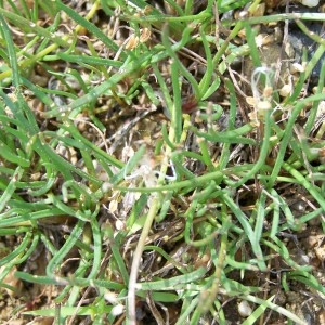 Littorella germana Gand. (Littorelle à une fleur)