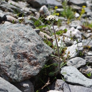 Photographie n°43399 du taxon Achillea nana L. [1753]