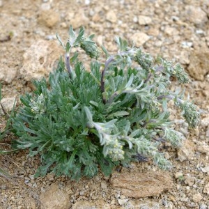 Photographie n°43402 du taxon Artemisia genipi Weber [1775]