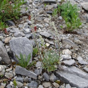 Photographie n°43403 du taxon Artemisia genipi Weber [1775]