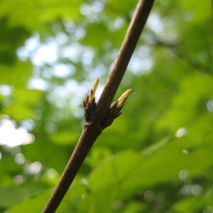 Photographie n°43406 du taxon Acer obtusatum Waldst. & Kit. ex Willd. [1806]