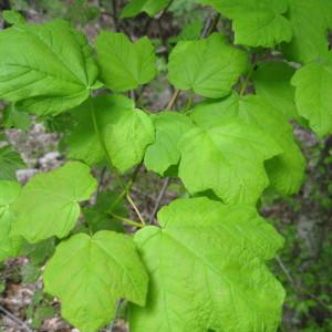 Photographie n°43408 du taxon Acer obtusatum Waldst. & Kit. ex Willd. [1806]