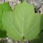   - Acer obtusatum Waldst. & Kit. ex Willd. [1806]