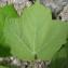   - Acer obtusatum Waldst. & Kit. ex Willd. [1806]