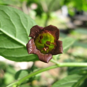 Photographie n°43419 du taxon Atropa belladonna L. [1753]