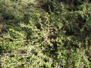 Anonyme, le 20 mai 2010 (Palneca)