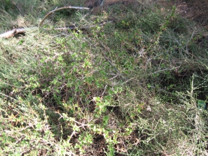 Anonyme, le 20 mai 2010 (Palneca)