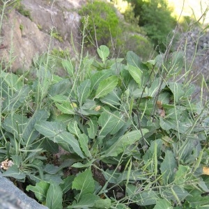 Photographie n°43423 du taxon Brassica insularis Moris [1837]