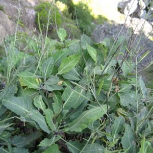 Photographie n°43424 du taxon Brassica insularis Moris [1837]