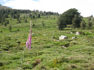 Anonyme, le 30 juin 2010 (Évisa (col de Verghio alt 1477))