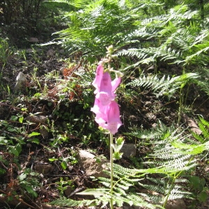 Digitalis gyspergerae Rouy