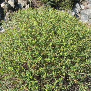 Photographie n°43441 du taxon Euphorbia spinosa subsp. spinosa