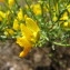   - Genista salzmannii var. salzmannii