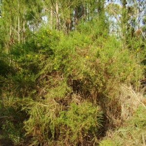 Photographie n°43447 du taxon Genista corsica (Loisel.) DC. [1815]