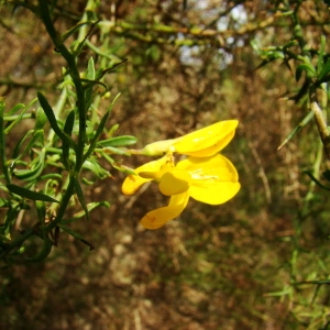 Photographie n°43448 du taxon Genista corsica (Loisel.) DC. [1815]