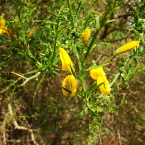 Photographie n°43449 du taxon Genista corsica (Loisel.) DC. [1815]