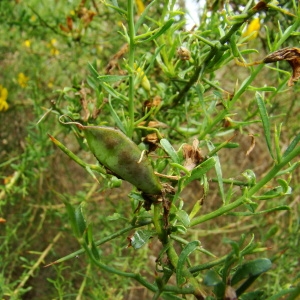 Photographie n°43450 du taxon Genista corsica (Loisel.) DC. [1815]