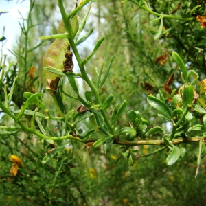 Photographie n°43451 du taxon Genista corsica (Loisel.) DC. [1815]
