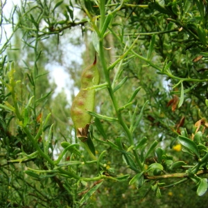 Photographie n°43452 du taxon Genista corsica (Loisel.) DC. [1815]