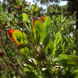 Photographie n°43454 du taxon Halimium halimifolium subsp. halimifolium 