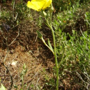 Photographie n°43455 du taxon Halimium halimifolium subsp. halimifolium 