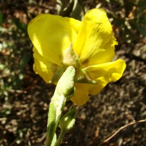  - Halimium halimifolium subsp. halimifolium 