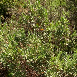  - Halimium halimifolium subsp. halimifolium 