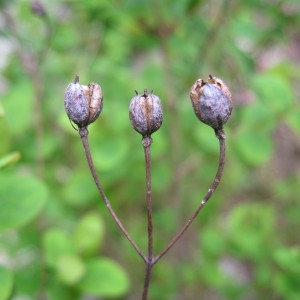  - Hypericum hircinum subsp. hircinum 