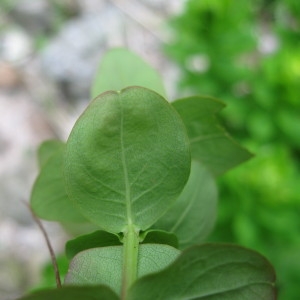  - Hypericum hircinum subsp. hircinum 